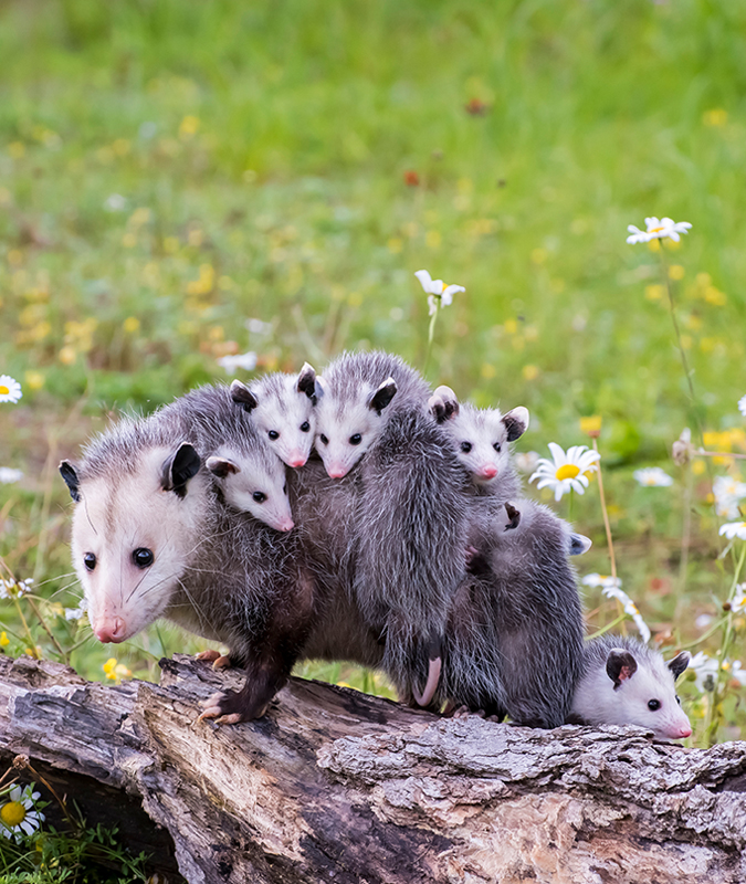 opossum,or,possum,mother,with,joeys,riding,on,her,back