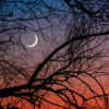 young,moon,at,sunset,against,branches