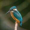 Loving the Earth: Practical Animism and Skills for Relationship (Apr 2023) - Early Registration