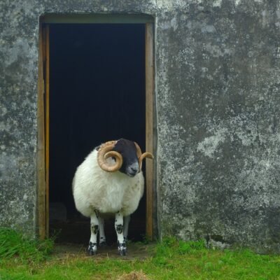 goat standing in doorway of a gray stone wall in front of grass