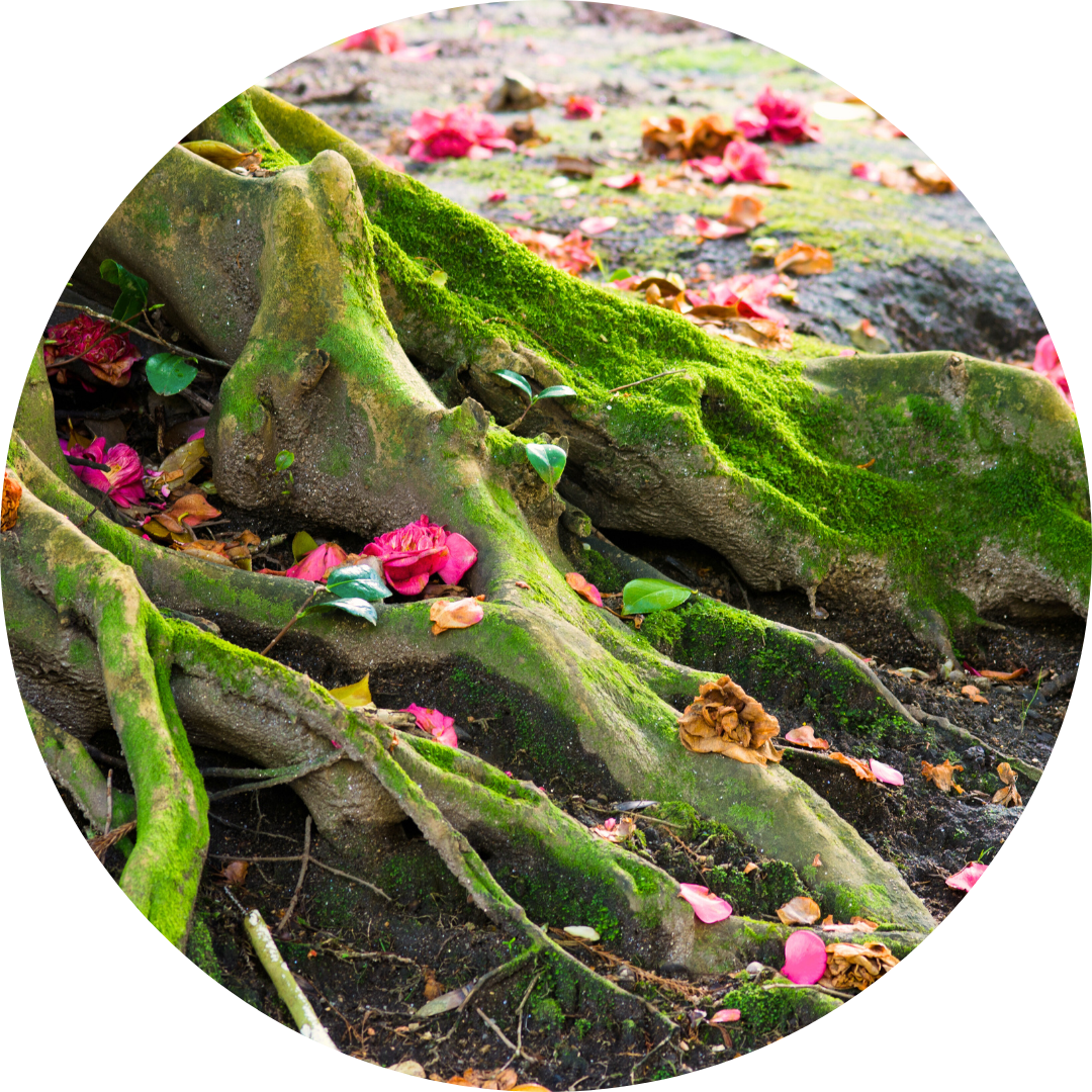 mossy tree roots with flower petals strewn about