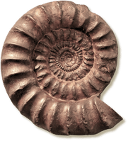 fossil 1