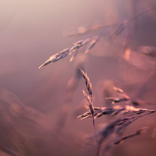 Foundations of Ritual (February 2026) – 5 Monthly Payments (Reduced – custom)