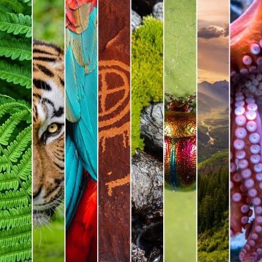 Animism & Earth Reconnection (Jul 2026) – Past Participant Registration – 6-monthly Payments