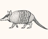 animals armadillo