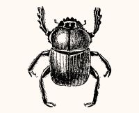 animals beetle