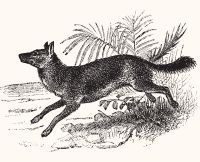 animals fox