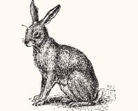 animals rabbit