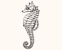 animals seahorse