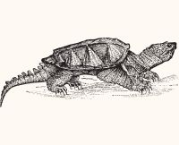 animals snapping turtle