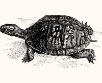 animals turtle