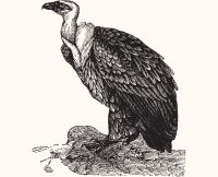 animals vulture
