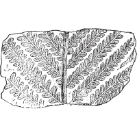 fossil icon 2