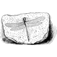 fossil icon 4