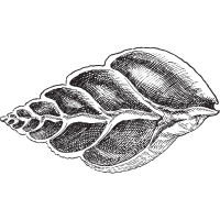 fossil icon 5