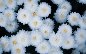 White chrysanthemum flower symbolizing grief and healing.