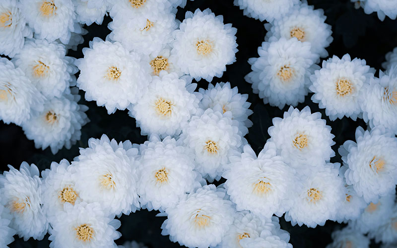 White chrysanthemum flower symbolizing grief and healing.