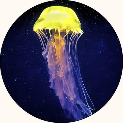 reclaiming intuition cur 500sq 2
