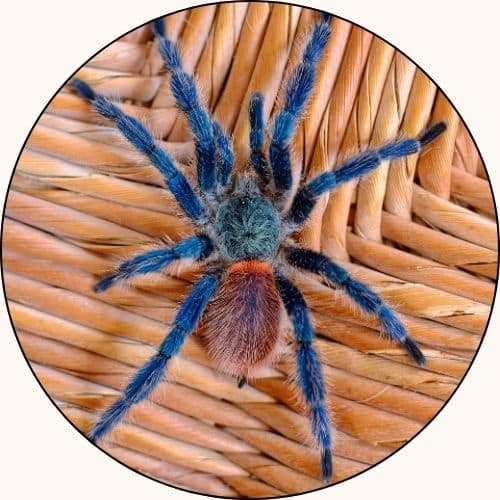 reclaiming intuition cur 500sq 4