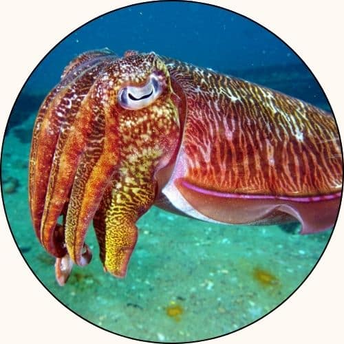 reclaiming intuition cur 500sq 5