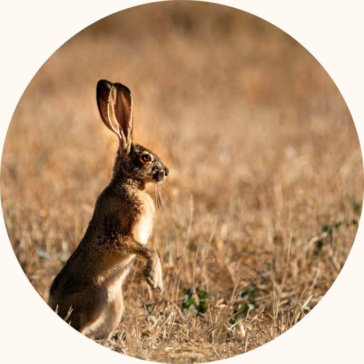 reclaiming intuition rabbit 500sq