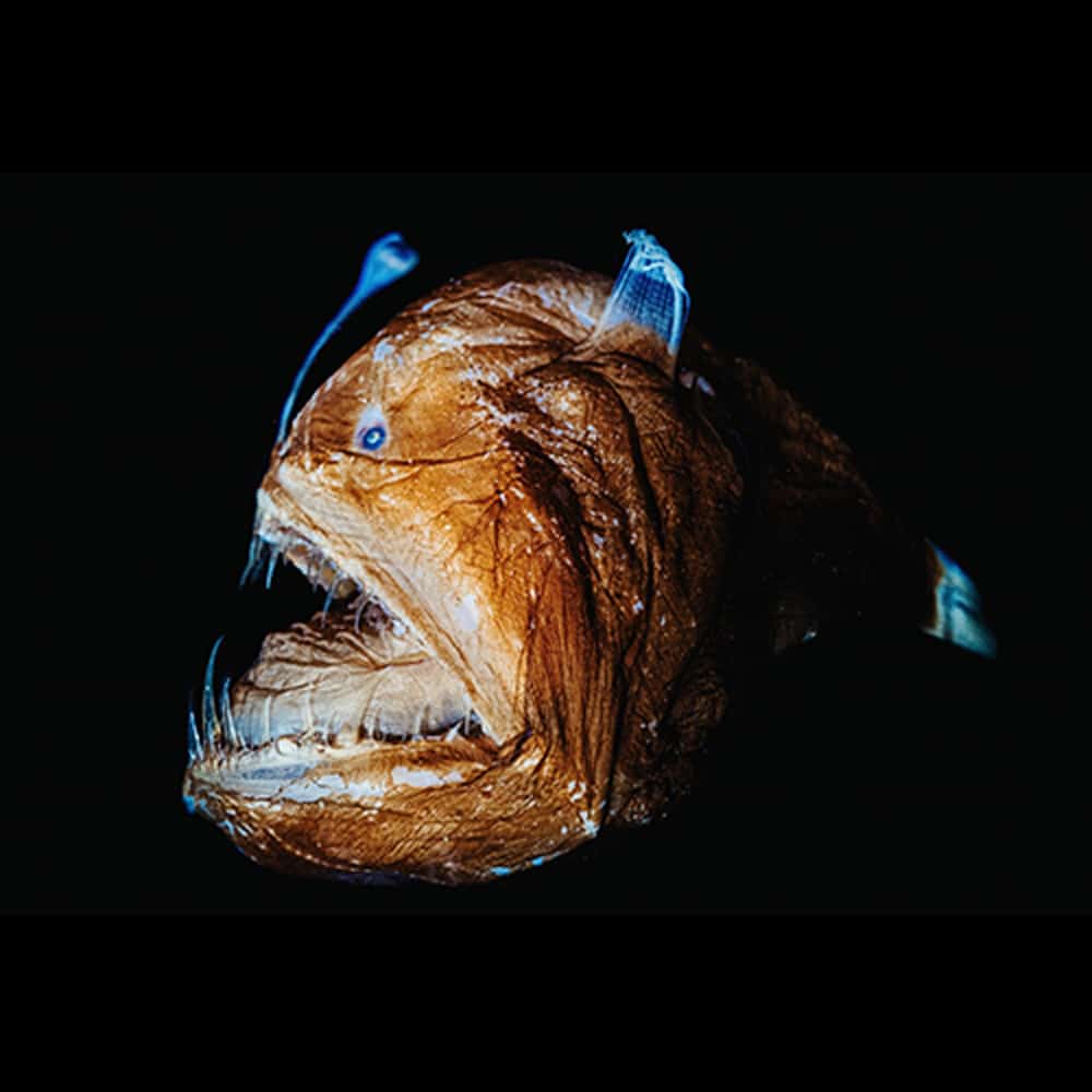 manipulation fear deception angler fish 2