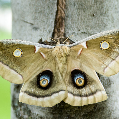 manipulation fear deception moth cur