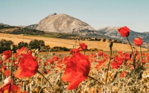 reintroduction of daniel foor blog post ancestral medicine 800 500