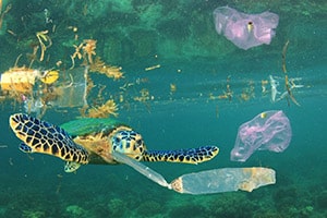 season of the dead blog post ancestral medicine thumb 4