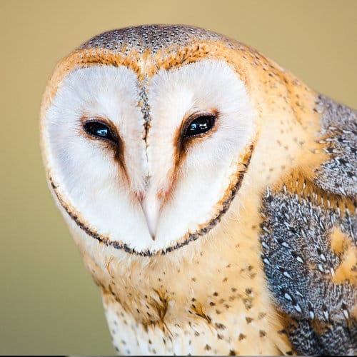 animist psychology curriculum new l10