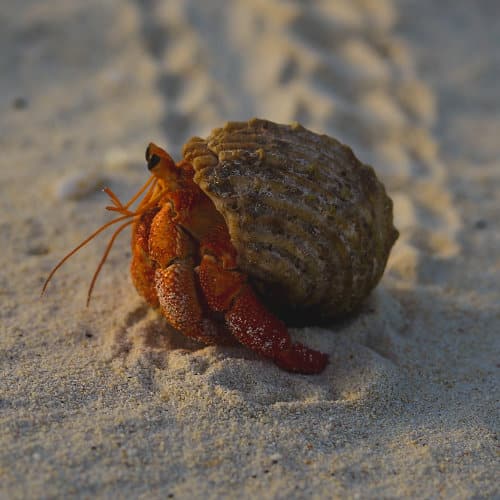 animist psychology curriculum new l12