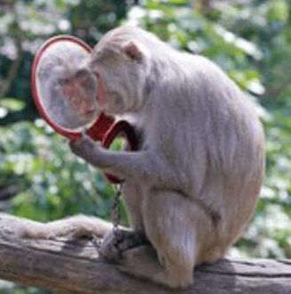 animist psychology curriculum new l2