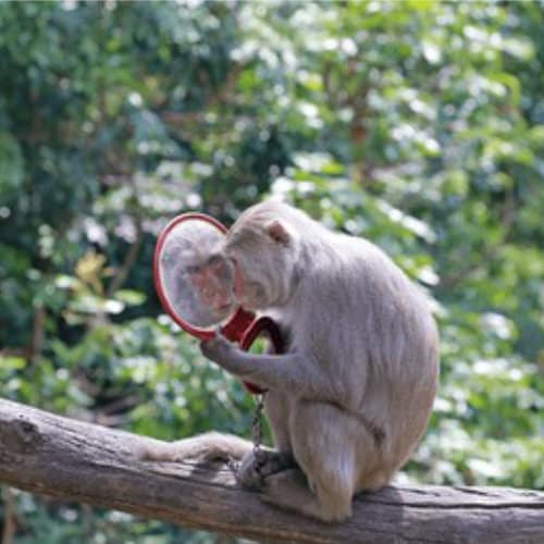 animist psychology curriculum new l2