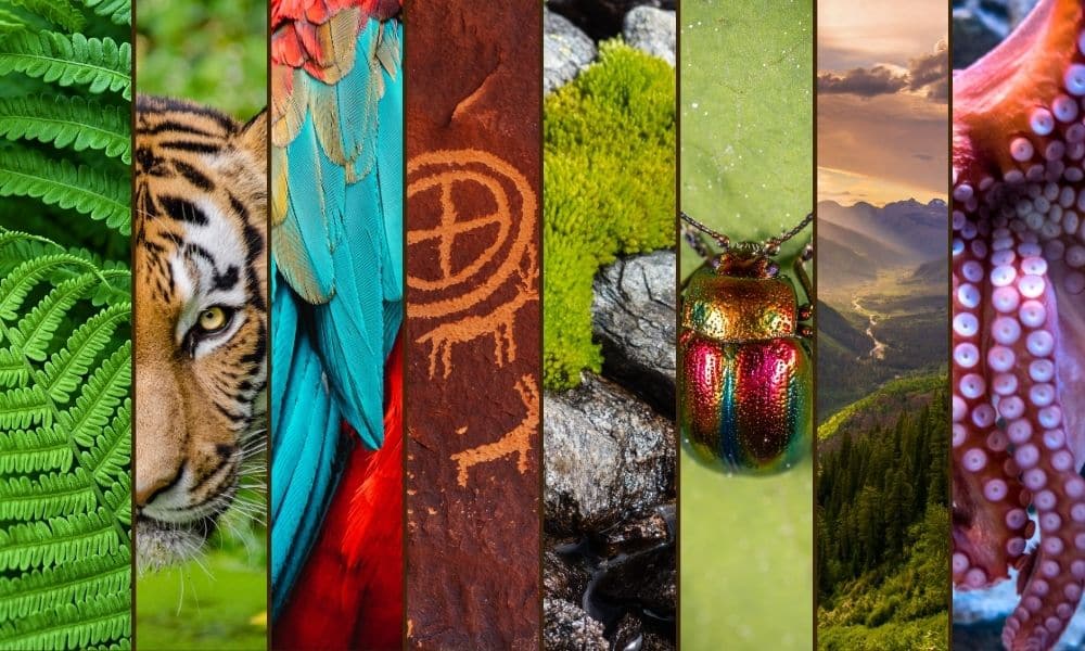 animism earth reconnection 1000 600