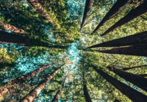 trees leaning together