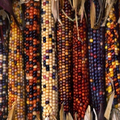 Mulit-Colorful-Sweet-Rainbow-Corn-Seed-Vegetable-Seed-Corn-Grain-Cereals-High-Quality-Germination-Rate-Garden.jpg_640x640