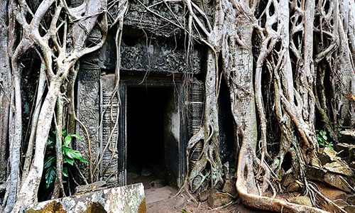 ancestral lineage healing ancestral medicine home 500 300 2