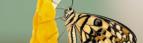 embracing change and transformation vault ancestral medicine home 500 300