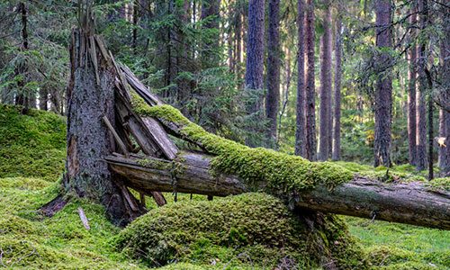 suicide ancestral healing and community care 500 300
